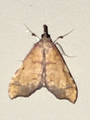 Deana hybreasalis