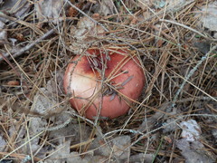 Russula veternosa