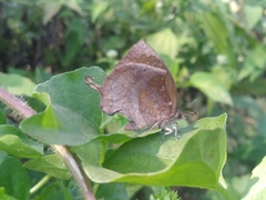 Mahathala ameria