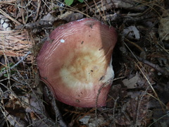 Russula veternosa