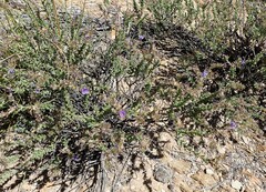 Lobostemon echioides