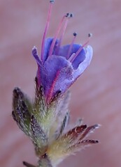 Lobostemon echioides