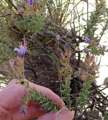 Lobostemon echioides