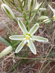 Albuca seineri