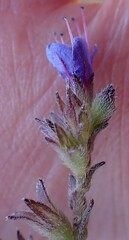 Lobostemon echioides