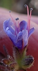 Lobostemon echioides