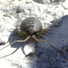 Ligia exotica