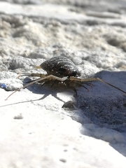 Ligia exotica