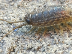 Ligia exotica
