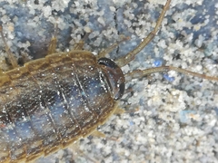 Ligia exotica