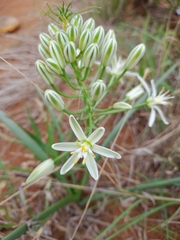 Albuca seineri