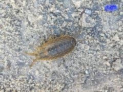Ligia exotica