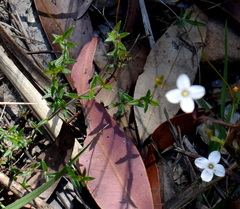 Mitrasacme polymorpha