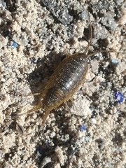 Ligia exotica