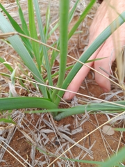Albuca seineri