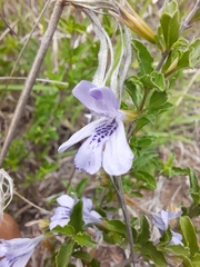 Dyschoriste rogersii