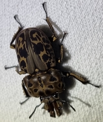 Ryssonotus nebulosus