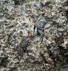 Grapsus tenuicrustatus