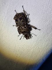 Ryssonotus nebulosus