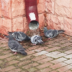 Columba livia domestica