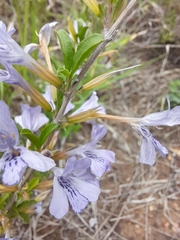 Dyschoriste rogersii