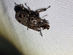 Ryssonotus nebulosus