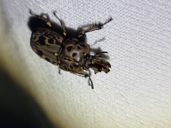 Ryssonotus nebulosus