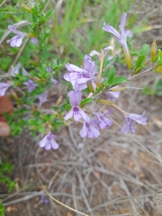 Dyschoriste rogersii