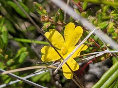 Hibbertia empetrifolia
