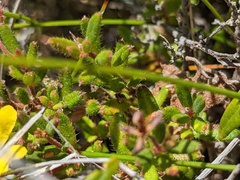 Hibbertia empetrifolia