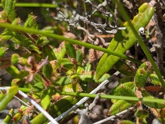 Hibbertia empetrifolia