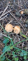 Marasmius oreades