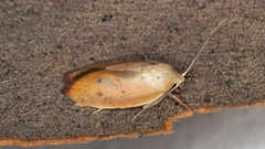 Ptyoptila matutinella