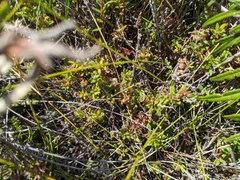 Hibbertia empetrifolia