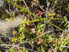 Hibbertia empetrifolia
