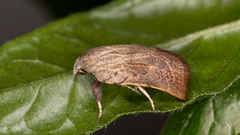 Tortricopsis pyroptis