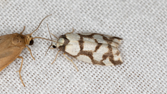 Scaptesyle dichotoma