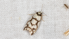 Scaptesyle dichotoma