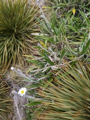 Celmisia spectabilis spectabilis