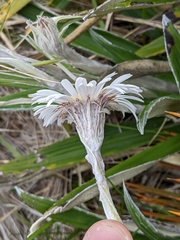 Celmisia spectabilis spectabilis