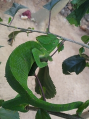 Chamaeleo zeylanicus