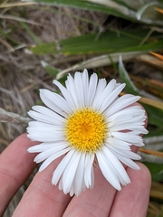 Celmisia spectabilis spectabilis