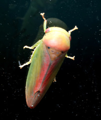 Iassinae