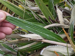 Celmisia spectabilis spectabilis