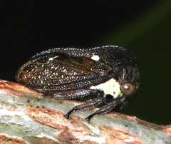 Acanthuchus trispinifer