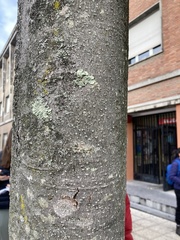 Hyperphyscia adglutinata