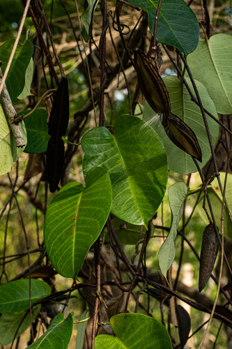 Cryptolepis calophylla image