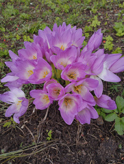 Colchicum speciosum