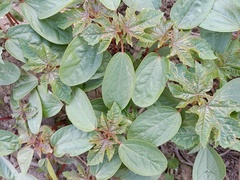 Ricinus communis