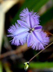 Thysanotus tuberosus